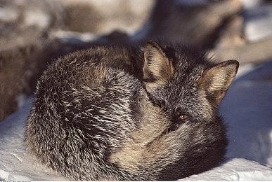 《森林之子》最新更新：大力凯文能扛两根木头了！